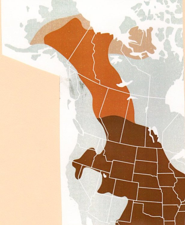 The Majestic Buffalo SDPB Blog Home SDPB